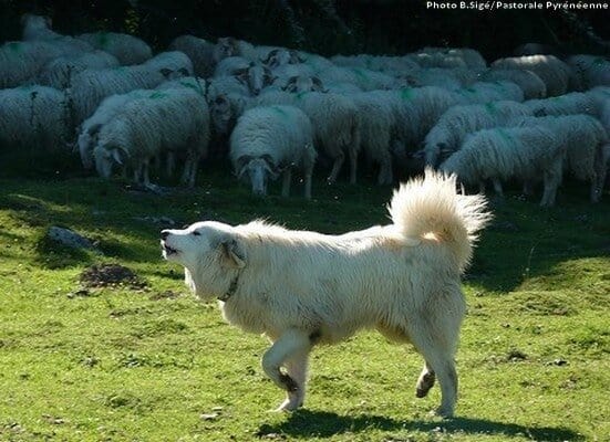 Avertissement-relatif-aux-chiens-de-protection-de-troupeaux