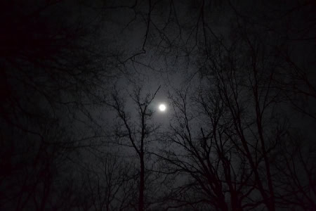 Nuit en forêt